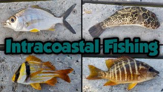 Intracoastal Fishing in Hollywood Florida [upl. by Jaylene]