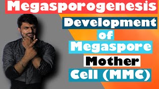 Megasporogenesis  Development of Megaspore Mother Cell MMC🔥🤔🔥 [upl. by Larine957]