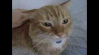 Cat demonstrates highpitched quotsolicitingquot purr [upl. by Elysee]