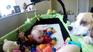 Cuteness Overload Watch This Dog Turn a Baby Crib Into a Ball Pit [upl. by Kenneth116]