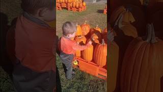 🎃 Pendleton farms PUMPKIN PICKING🖤🍁🧡🫏🐑🐐🐔🐓🍂 farming fall fyp autismawarness [upl. by Irami]