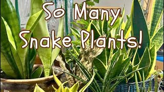 ALL of My Snake plantsI mean SansevieriaI mean Draceana Tour Some Rare but all are Amazing [upl. by Einwat]