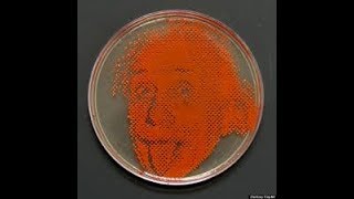 Agar art with living microbes [upl. by Leor]