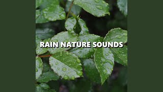 Relaxed Night Rain Sounds [upl. by Eppillihp123]