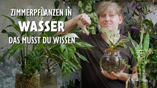 Zimmerpflanzen in Wasser halten Darum rate ich dir von diesem Trend ab 😱 [upl. by Paynter]