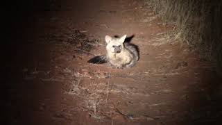 Aardwolf in South Africa [upl. by Soneson501]