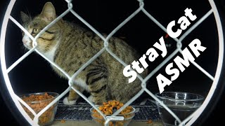 Cat ASMR  Homeless Cats Eating amp Crunching Noises [upl. by Neetsirhc146]