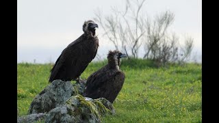 Cinereous Vulture [upl. by Artened]