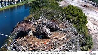 2023 04 18 Osprey Live Stream Moorings Park Naples [upl. by Atinot]