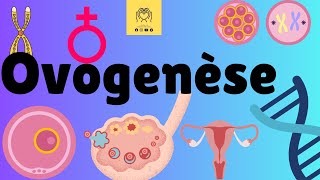 ♀️ ovogenése  production des ovocytes 🟪 كيفية تشكل البويضات ✨️ [upl. by Fulbright183]