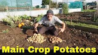 Main Crop Potato Harvest 2024  Maris Piper and King Edward  How Do They Compare [upl. by Os745]