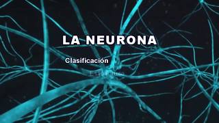 LA NEURONA Clasificación estructura y funciones [upl. by Shela]