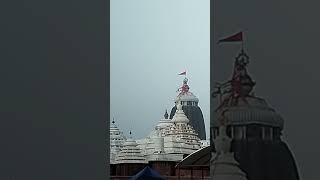 Sakala Darsan 10112024 Shree jagannath temple puri  Jagannath mandir Shorts [upl. by Selestina128]