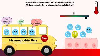 HemoglobinOxygen Affinity [upl. by Nalliuq]