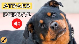 ATRAER a un PERRO 🐕 Sonido para Llamar a los Perros GARANTIZADO [upl. by Demb]