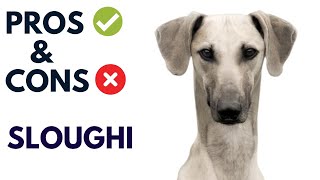 Sloughi Pros and Cons  Sloughi dog Advantages and Disadvantages AnimalPlatoon [upl. by Elgna]