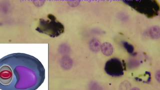 KUPFFER CELLS IN LIVER part 2 [upl. by Lodie455]