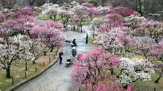 Ume  Japanese Flowering Plum Trees [upl. by Kleinstein]