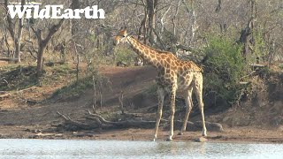 WildEarth  Sunrise Safari  26 September 2023 [upl. by Ailimat948]