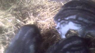 My mangalica piglets [upl. by Allyn]