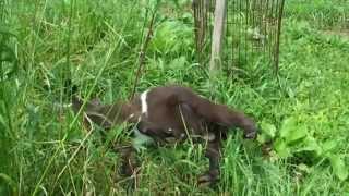 Fainting Goats Myotonic Goats doing what they do keeping goats [upl. by Percival251]