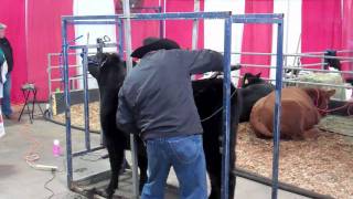 Clipping and Grooming Cattle on Show Day [upl. by Modesty]