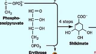 Biosynthesis of Tryptophan [upl. by Enak113]