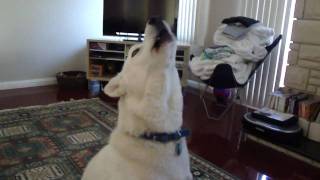 Siberian Husky Howling [upl. by Eads]