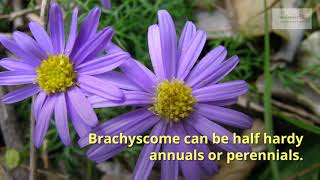 Brachycome Growing Guide by GardenersHQ [upl. by Nageet922]