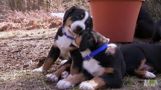 Swiss Mountain Dogs Hike  Too Cute [upl. by Efioa]