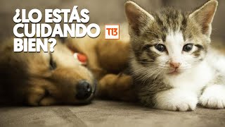 Perrunos y gatunos Lo que DEBES saber para cuidar a tu mascota y no fallar en el intento [upl. by Eedyah]