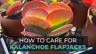 BEST TIPS  HOW TO GROW AND CARE FOR KALANCHOE FLAPJACKS  PADDLE PLANT [upl. by Neesay157]