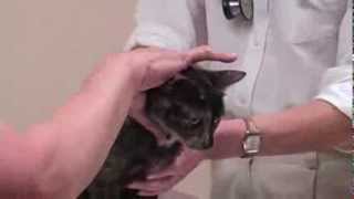 MonClair Animal Hospital  Millstadt Illinois [upl. by Hannala]