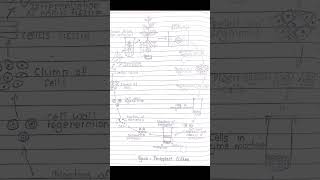 Diagram of protoplast culture  protoplast culture diagram  plant tissue culture part17 [upl. by Luahs]