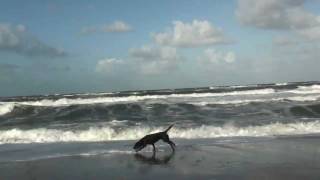 Hundeurlaub Dänemark Hunde toben am Strand [upl. by Airpal]