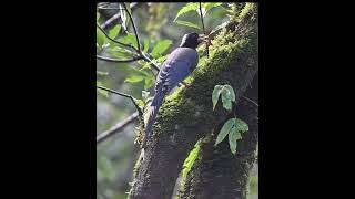 Yellow Billed Blue Magpie nature birds chopta trendingshorts nikonphotography [upl. by Yelrebmik936]