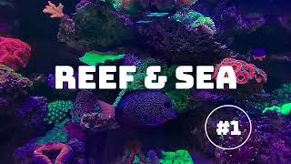 création dun aquarium nano récifal red sea max nano reef and sea [upl. by Leakcim228]