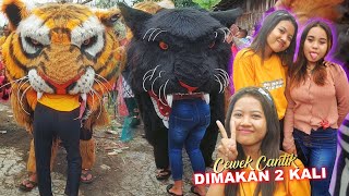 PENONTON CANTIK DIMAKAN MACAN MACANAN BARONGSAI CINA NEW PANDAWA DRUMBAND TERBAIK INDONESIA [upl. by Mian172]