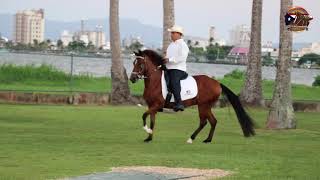 Exhibición de Ejemplares Paso Fino hoy como siempre [upl. by Conrad]