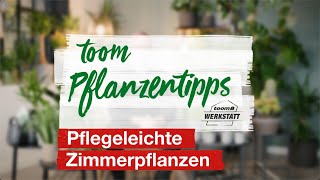 toom Pflanzentipps – Pflegeleichte Zimmerpflanzen  toom Baumarkt [upl. by Dosh]