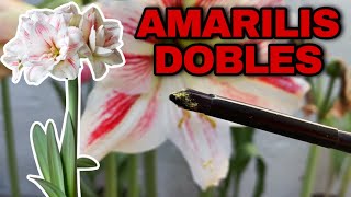 COMO HACER AMARILIS o AZUCENAS DOBLES Hippeastrum amaryllis [upl. by Hatch]