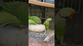 Alexander Parrot rawtalkingparrot youtubeshorts shortvideo viralshorts [upl. by Currey]