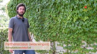 Parthenocissus of wilde wingerd  informatie [upl. by Eanar]