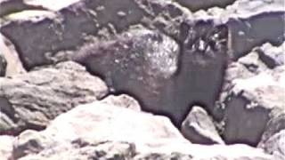 WILD MINK ATTACK CLOSEUP RARE VIEW KILLS PREY SLOW MOTION [upl. by Atinev]