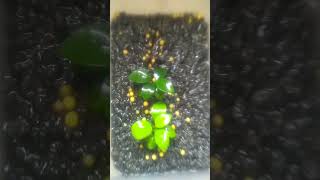 Anubias emersed tanaman aquascape semi air [upl. by Arakaj]