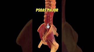 This muscle CONNECTS the upper body to the lower body anatomy medicalstudent muscle [upl. by Harte]