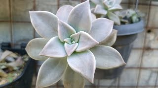 Graptopetalum Paraguayense Ghost Plant •Succulent in Lowland [upl. by Atselec]