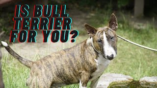 A bull terriers temperament… is this breed for you everything you need to know before owning one [upl. by Emilia]