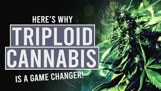 Triploid Cannabis Why Everyone’s Talking About It [upl. by Elfrida819]