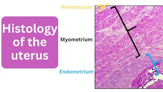 Histology of the uterus  Perimetrium Myometrium and Endometrium [upl. by Ger950]